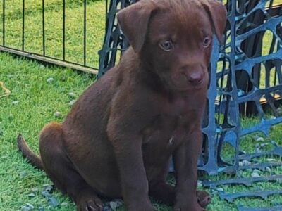 Lab mix puppies