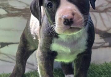 UKC Registered Pitbull Bullies Due August 13th!