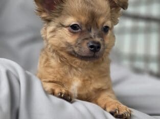Long-haired Chihuahua Male