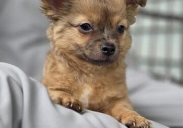 Long-haired Chihuahua Male