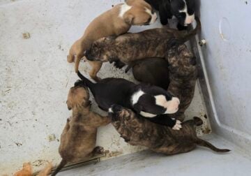 8 pocket bully puppys