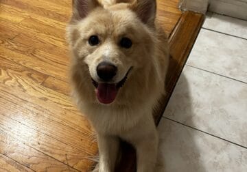 Small Husky Mix Looking for New Home