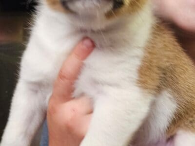 Cowboy Corgi Puppies