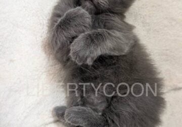 Blue Smoke Maine Coon Girl – Champion Lines – TICA