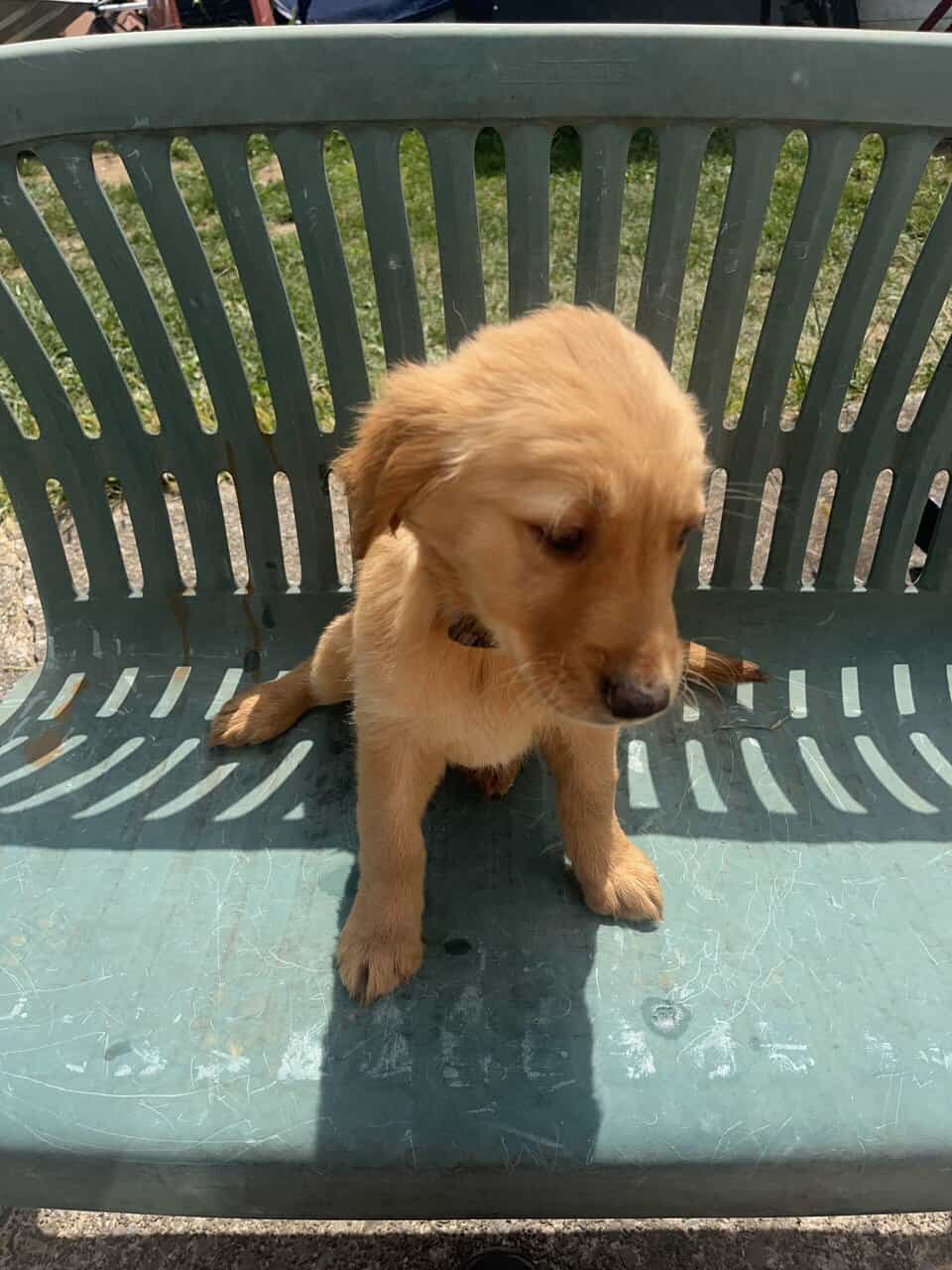Female Golden Retrievers image 3
