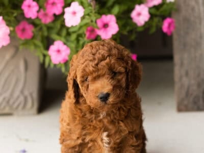F1B Mini goldendoodle male puppy indiana (Conner)