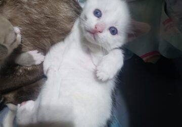 Flame point siamese