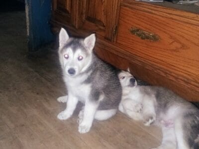 Shepsky puppies