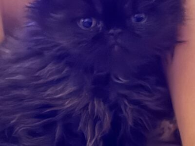Black Smoke Persian Male Kitten