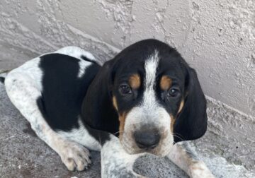 Coonhound puppies for sale