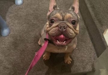 Female French Bulldogs