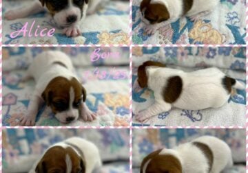 Short Jack Russell Terriers Puppies
