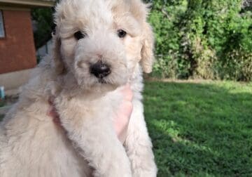 Aussiedoodle puppies