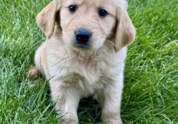 Fenn Male Golden Retriever