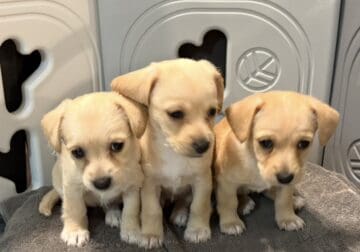 Mini Golden Doodle puppies