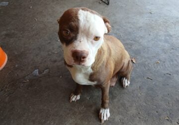 Female Boston Terriers