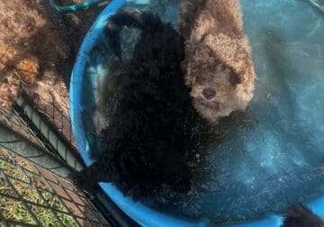Standard poodle puppy