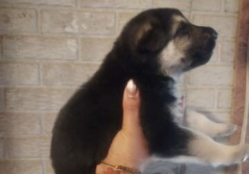 AKC German Shepherd puppies