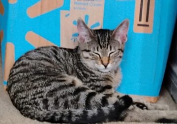 🐈 RE-HOMING NEUTERED FEMALE GREY TABBY CAT