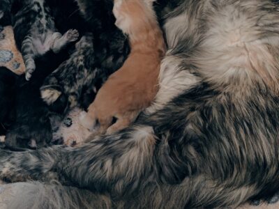 MAINE COON KITTENS