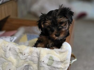 Darling Male Yorkshire Terrier