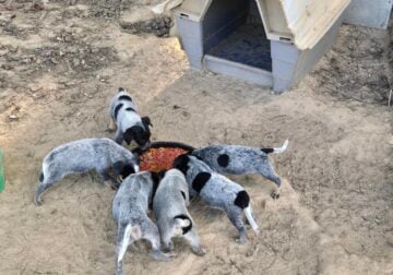 Blue Heeler Puppies for sale