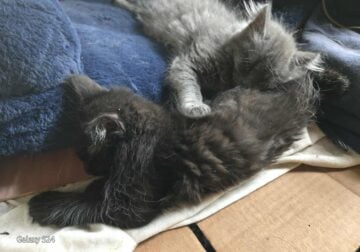 Purebred Maine Coon Kittens – Ready Today!
