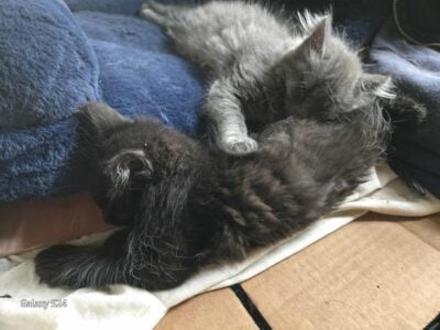 Purebred Maine Coon Kittens – Ready Today!
