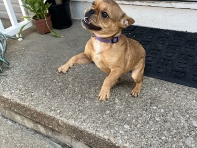 French Bulldog female 6 months old