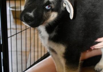 German Shepard/ Husky puppies