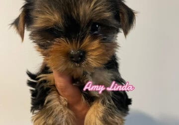 Teacup Yorkie Male