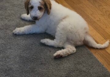 11 Week Old Golden Doodle Male Puppy