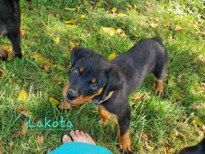 AKC Rottweiler pups