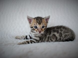 Tica Bengal kittens