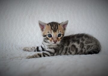 Tica Bengal kittens