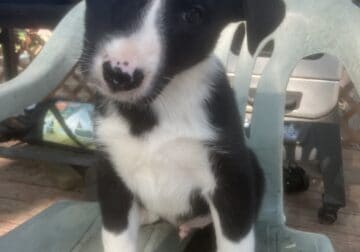 Husky retriever male puppies