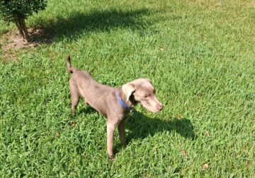 Silver labrador