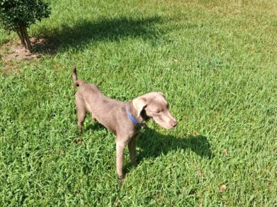 Silver labrador