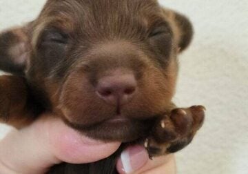Minature Dachshunds