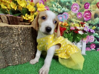 Chicago Beagle Pups. RARE: Lemon/White