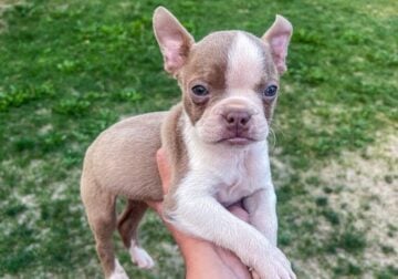 Purebred Boston Terrier Puppies