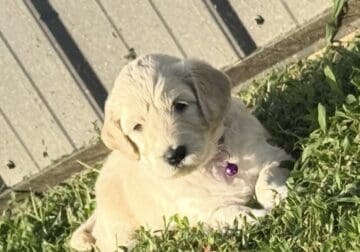 Multigenerational Goldendoodles