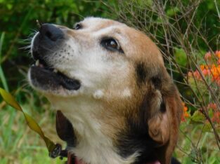 We have great dogs available for adoption!