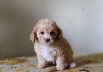 TOY POODLE FOR SALE