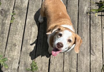 Riley (dog) needs a home!