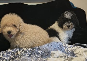 Maltipoo