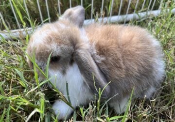 Holland lop bunnies!!