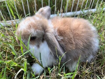 Holland lop bunnies!!