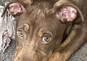 Free puppy 4 months old