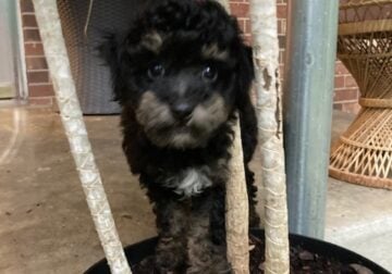 Phantom Poodle Puppy Male
